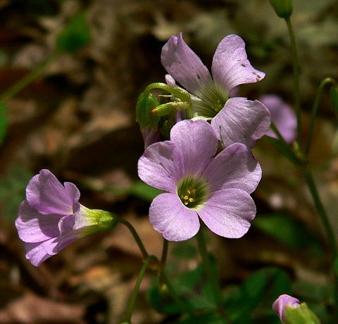 {Oxalis violacea}